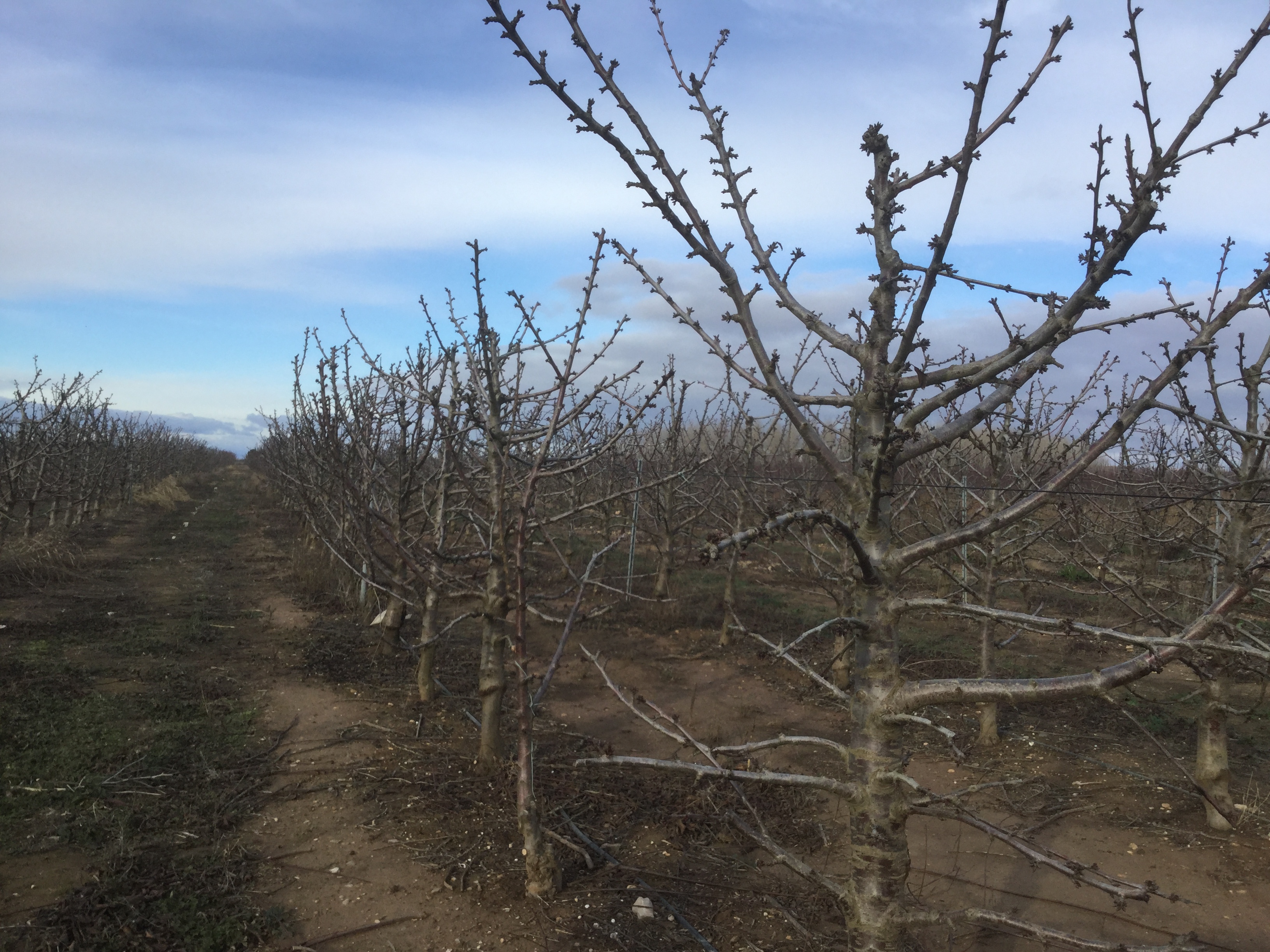 cerezos de campo en invierno