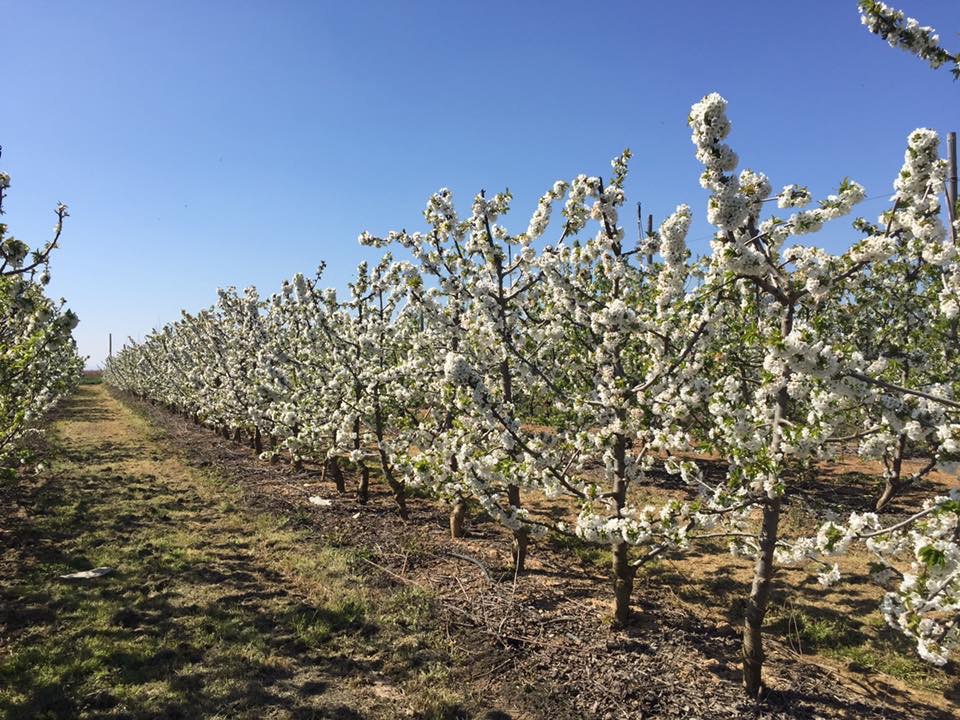 Campos de cerezos en flor