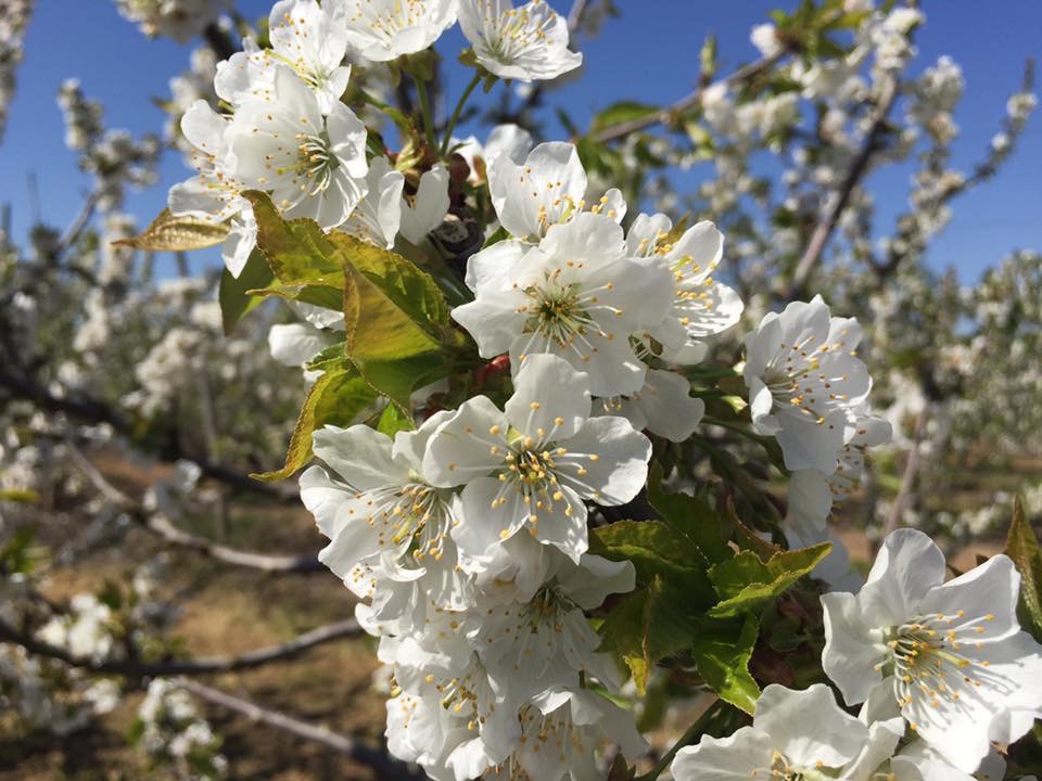 Cerezo en flor